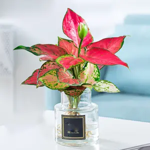 Ruby Chinese Evergreen Plant - Aglaonema Ruby- Grows in Dim Light