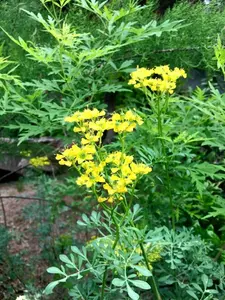 Rue Seeds Bulk Pack 800 Count – Hardy Perennial Herb with Distinctive Aroma, Non-GMO, Easy Germination, Ideal for Landscaping, Pollinator Gardens & Natural Herbal Remedies