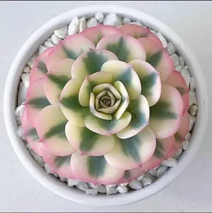 Orostachys Lwarenge Calculus Seeds - 100pcs Pack of Rarely Seeded Succulents
