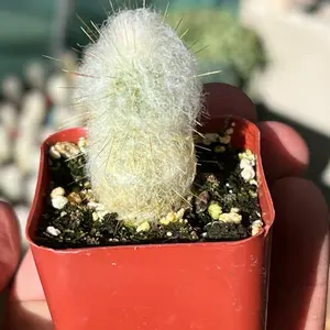 Old Lady Cactus | Mammillaria Hahniana | Hair Looking Round Cactus | 2” Pot