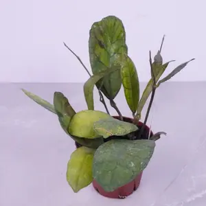 Hoya Finlaysonii Nova 4” | Rare Patterned Hoya | Wax Plant