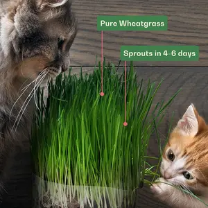 Organic Wheat Grass Seeds, Cat Grass Seeds  - 100% Organic Non-GMO - Hard Red Wheat, Harvested in The US. Easy to Grow Green