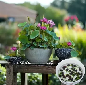 Lotus Seeds Bowl - Ready for Planting with Vibrant Pink Flowers and Healthy Green Leaves for Home Decor