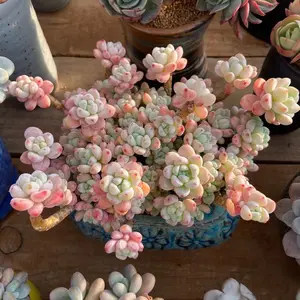 2"Live Succulent Graptopetalum raul