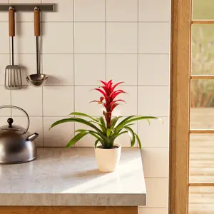 Bromeliad Guzmania