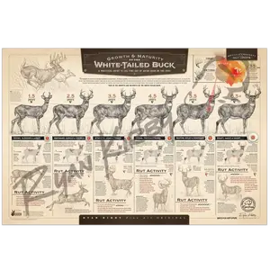 "The Growth and Maturity of the White-tailed Buck" Unframed Paper Art Print