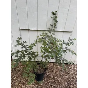 Japanese Maple ' Purple Ghost ' Grafted
