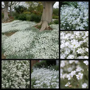 1000 Outstanding Snow in Summer Ground Cover Seeds