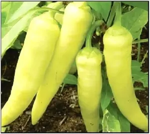 100 Sweet Banana Pepper Seeds for Planting Seeds Fresh Garden Seed.