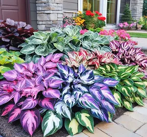 Hosta 300pcs Mix Colorful Hosta Seeds, Suitable For Outdoor Garden Planting, Perennial Non-GMO Flowers, Rich In Color, Easy To Grow In Gardens And Pots