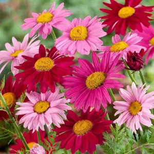200+ Pyrethrum Tanacetum Chrysanthemum Robinson's Plant Garden Flower Seed - Fresh Mix Color Flower Seeds