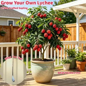 Live Lychee Plant Litchi Chinensis 2-Year Grafted Sapling for Home Garden Easy to Grow Fruit Tree in Pot Perfect for Indoor & Outdoor Use
