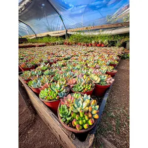 4inch colorful, succulent assortment