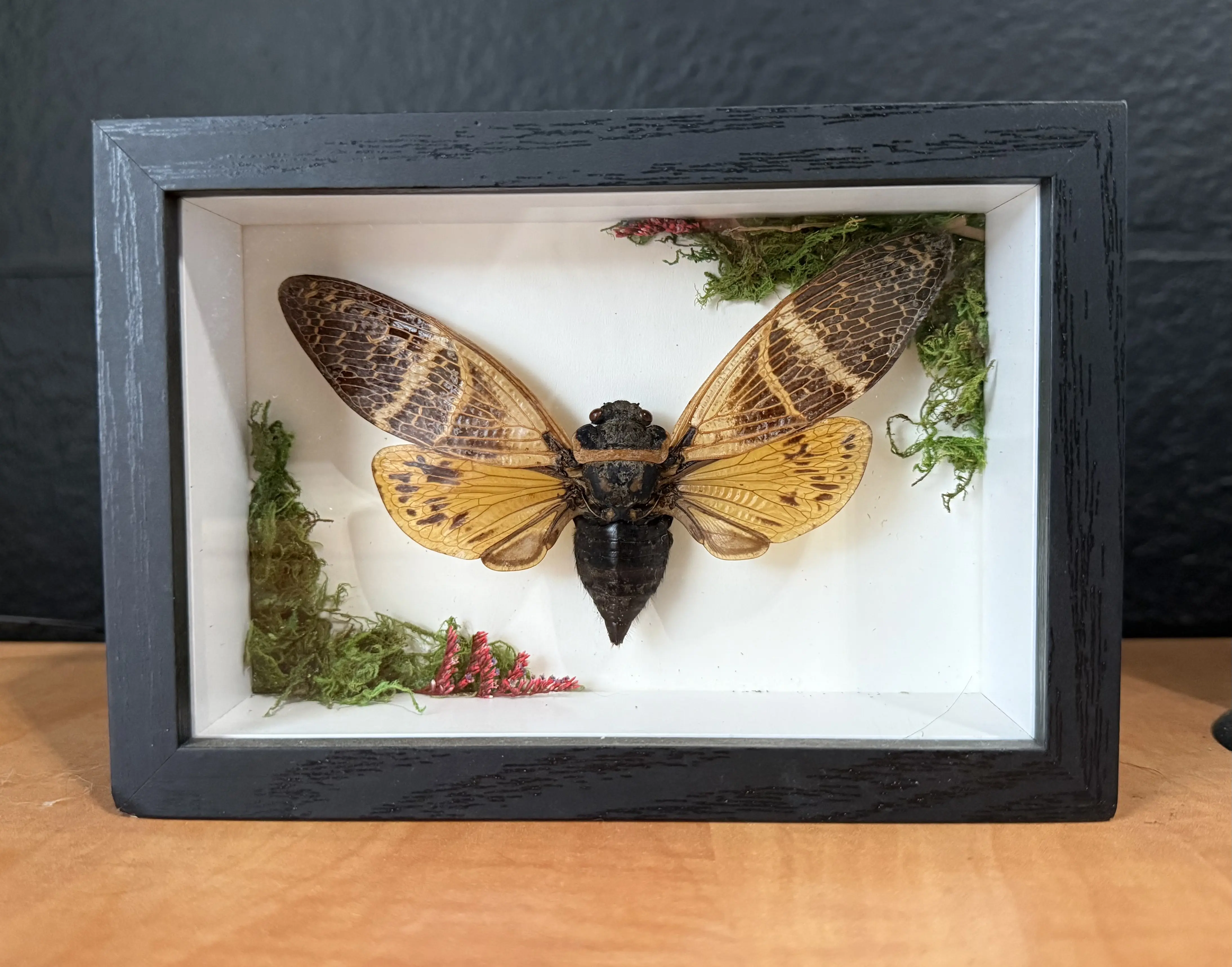 Giant Cicada Shadow Box with Real Specimen Mounted on Moss for Decor