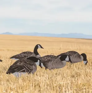 V2 Canada Goose Silhouettes