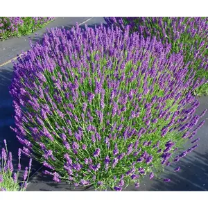 LAVENDER MUNSTEAD - Pant/Root , Perennial