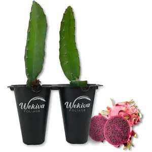 Edgar's Baby Dragon Fruit Tree - Live Tissue Culture Starter Plants - Hylocereous Undatus - Edible Tropical Fruit Plant from Florida (3 Plants)