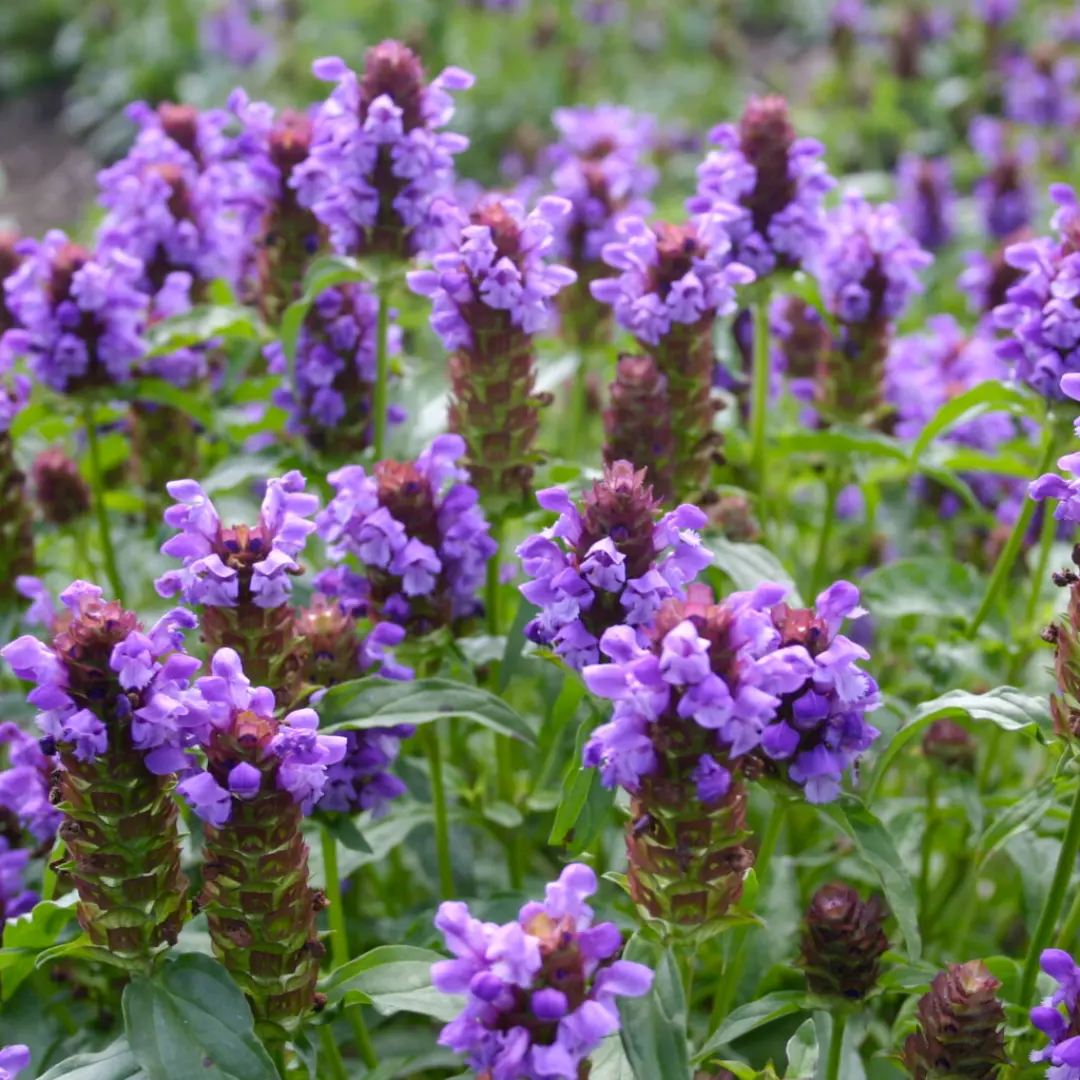 Organic Heal All "Self Heal" Seeds (Prunella vulgaris) – 100+ Seeds for Herb Gardens, Medicinal Use, and Ground Cover