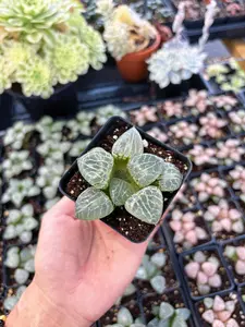 Haworthia Crystal Comptoniana - April Farm/Rare Succulent