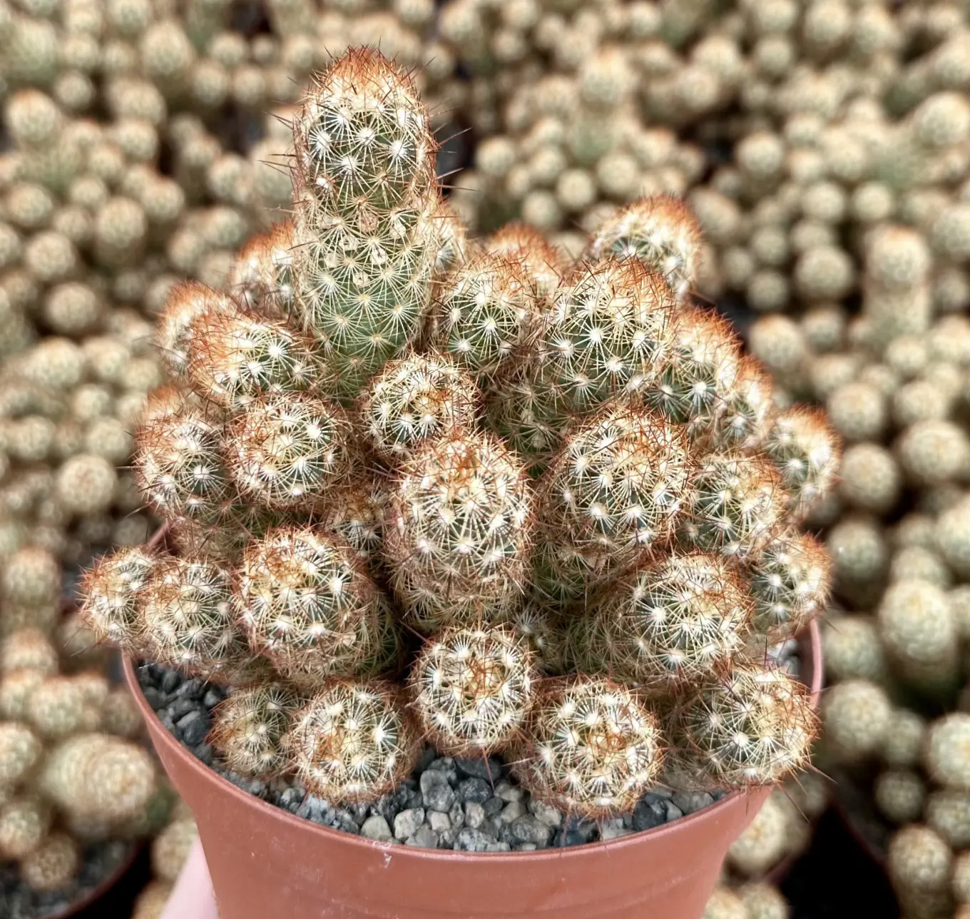 Ladyfinger Cactus, Mammillaria Elongata, Cactus Cluster in 4", 6" pot