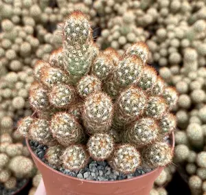 Ladyfinger Cactus, Mammillaria Elongata, Cactus Cluster in 4", 6" pot
