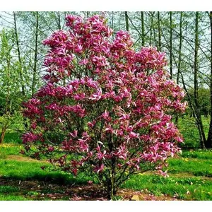 Susan Magnolia Tree
