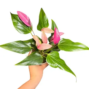 4" Miniature Anthurium 'Zizou' Purple, Easy to Care For Live Houseplant, Indoor Plant