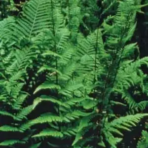 Dixie Wood Fern