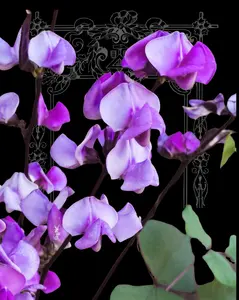 Ruby Moon Hyacinth Seeds