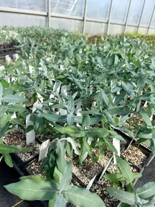 Styx Eucalyptus