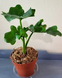 Philodendron Atom in 4" pot - Live Houseplant - Easy Plant - FREE SHIPPING