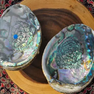 5-6 inch Abalone shell randomly picked