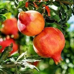 True Edible Salavatski Pomegranate Tree - 2-3 Ft Tall, Potted in 3-Gal Container