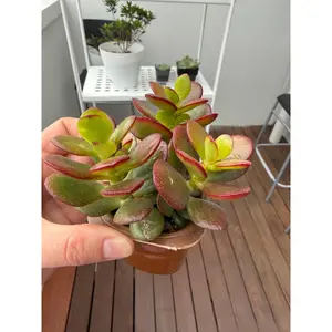 2"Live Succulent Jade Plant
