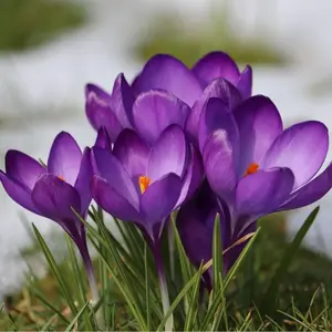 CZ GRAIN Purple Remembrance Crocus 10 Large Flowering Bulbs Hardy Perennial for Zones 3-8 Spring Bloom Made in USA Iowa Nursery