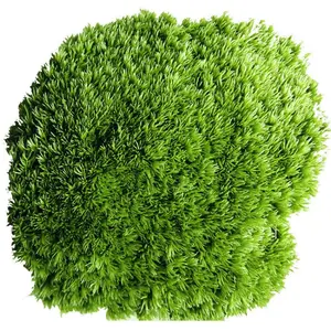 Easy Grow Irish Moss Seeds Lush Green Ground Cover Patio & Garden Hot Seller Moss Landscape Short-pile Moss Fresh Moss Seeds for Potted Plants, Landscaping, Rockery, Micro-landscape, Ecological Tank Decoration, Decorative Plants Quick-Growing Shade Grass