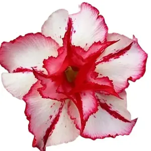 Green River 4 Pcs White Red Desert Rose Seeds - Flower Seed Pack, Vibrant Dual-Tone Blooms, Bonsai Suitable, Indoor Outdoor Display, Perennial Color for Landscaping Delight