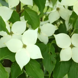 Milky Way Dogwood