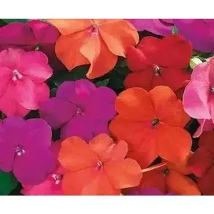 Impatiens XTREME -TANGO MIx-Flowers Seed