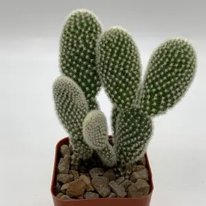 Live Bunny Ear Cactus Plant - Opuntia Microdasys Plant - Angel's Wings Cactus Plant - Polka Dot Cactus Plant - 4 Inch Pot