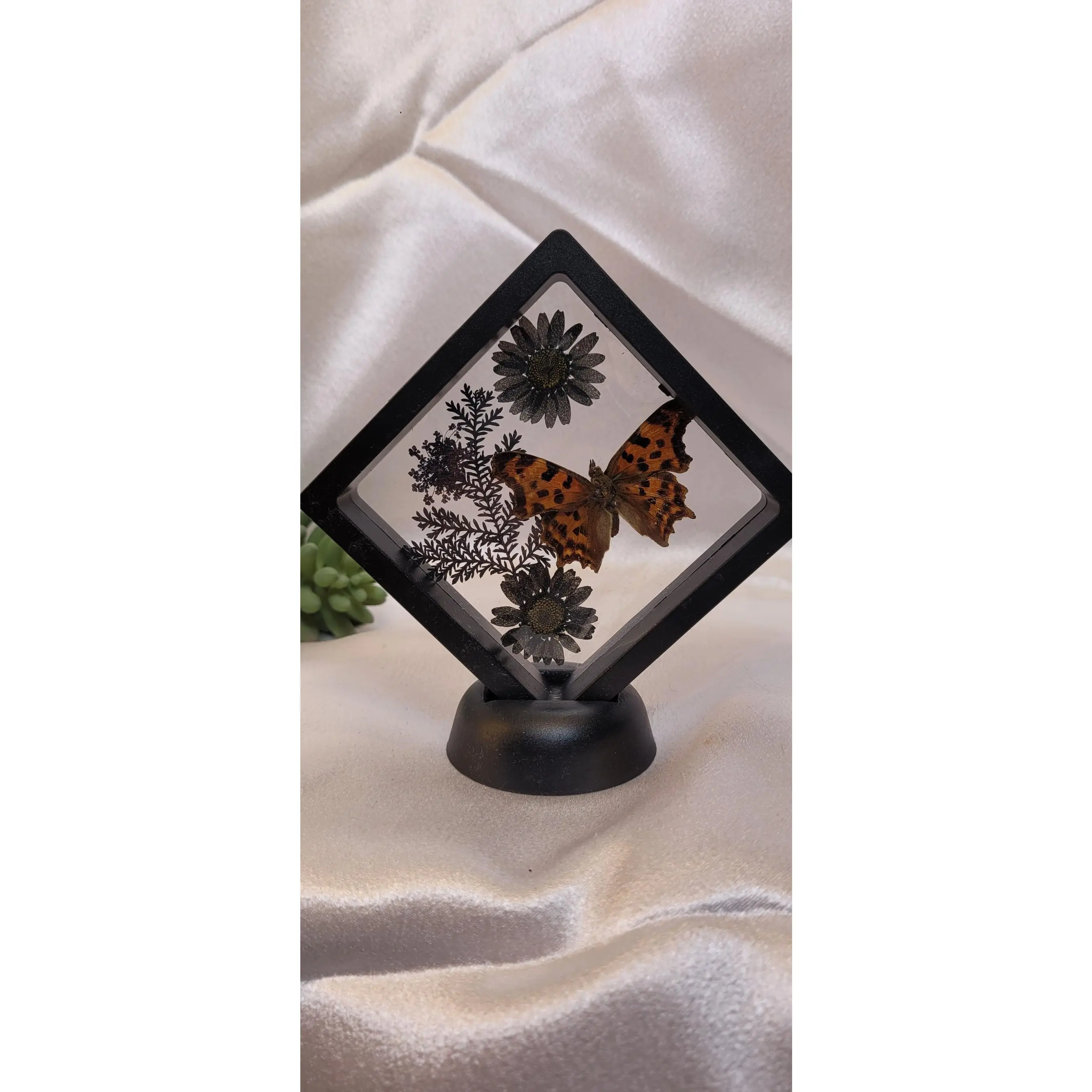 Butterfly Shadowbox Curio Frame