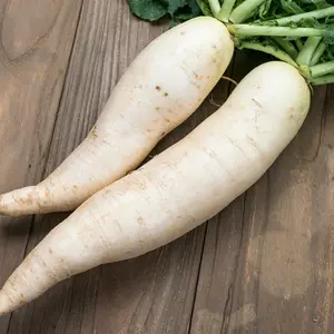 Organic Long White Icicle Radish Seeds (Raphanus sativus) – 150+ Seeds for Crunchy, Mild Roots Ideal for Pickling