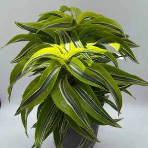Dracaena Tornado 6" pot  House Plant Beginner Friendly Low Maintenance Vibrant Foliage Decorative Home Accent