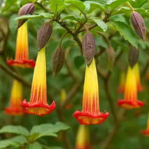 Red Angel's Trumpet Seeds for Planting - Brugmansia sanguinea