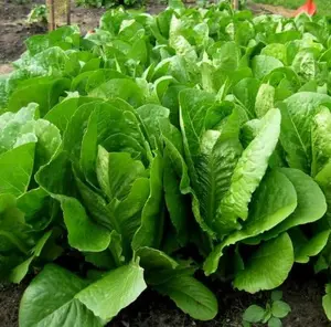 1000 Lettuce Seeds, Heirloom Vegetable Seed for Planting Indoor Outdoor, Easy to Grow for Garden Beginners