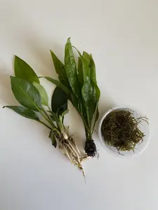 Low Light, Low Tech, Easy, Live Aquarium Plant Bundle. Anubias, Java Fern, & Java Moss - These plants are great for your first live plants!