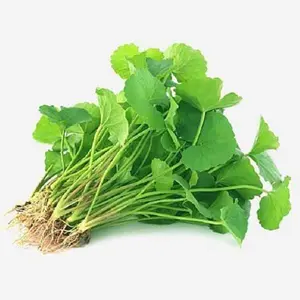 Green Gotu Kola Big Leaf Centella Seeds 4 Pack x 500 Seeds Non-GMO Open-Pollinated Fresh Harvest Home Herb Garden