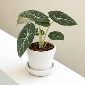 Alocasia Reginula 'Black Velvet'