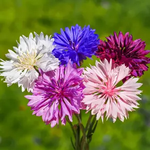 Mix Cornflower Seeds for Planting, 500pcs Rare Perennial Cornflower Flower Seeds, Heirloom Non-GMO Open Pollinated Wildflowers for Home Garden Outdoors