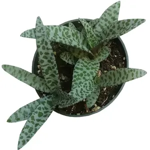 Silver Squill Scilla Violacea - Ledebouria socialis